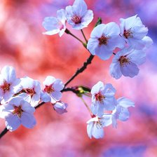 Схема вышивки «яблоня»