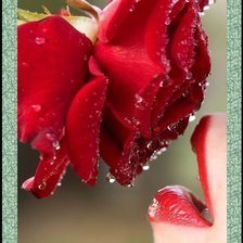 Схема вышивки «роза»