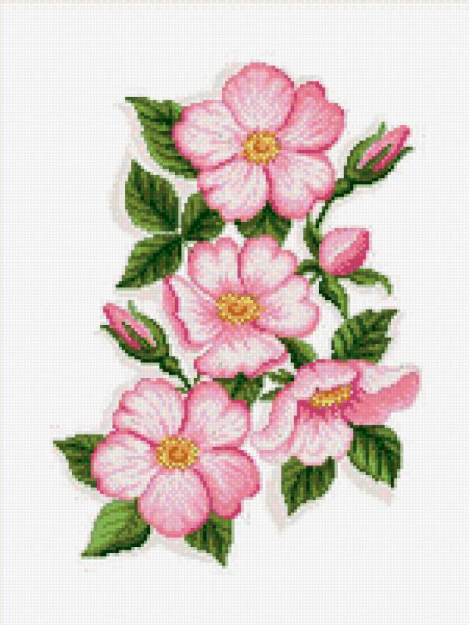 яблоня - предпросмотр