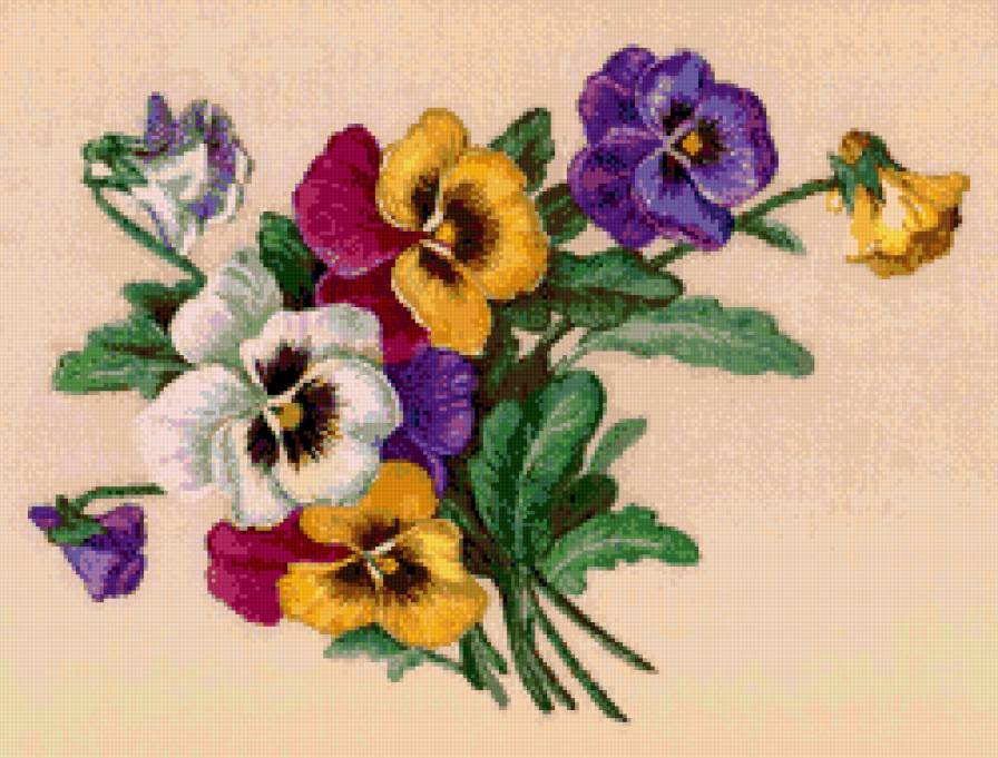 Віола - предпросмотр