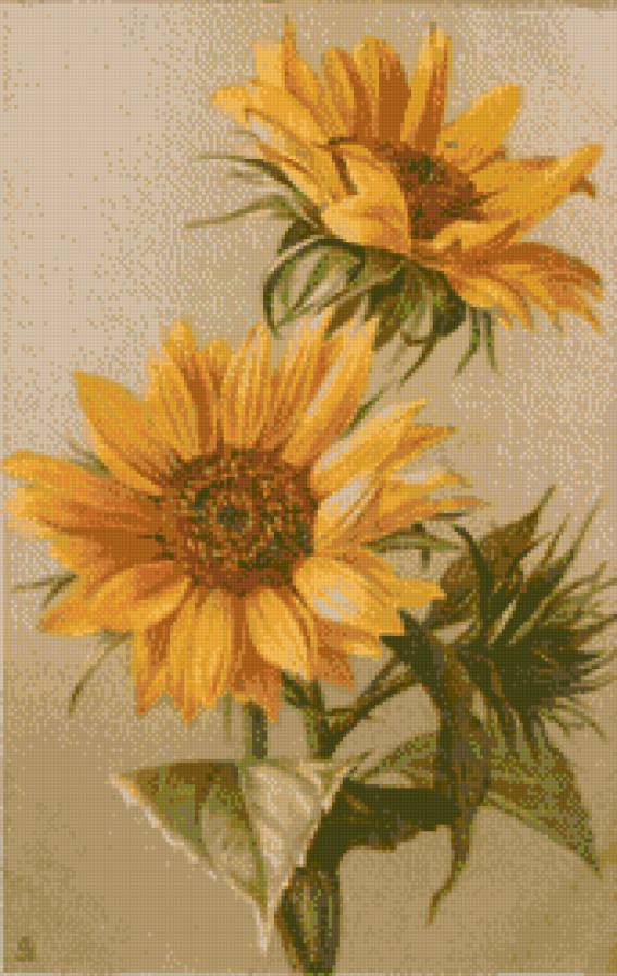 Катарина Клейн Подсолнухи - подсолнух - предпросмотр