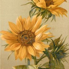 Катарина Клейн Подсолнухи