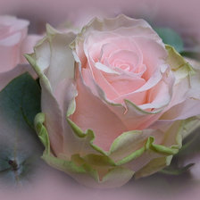 Схема вышивки «роза»