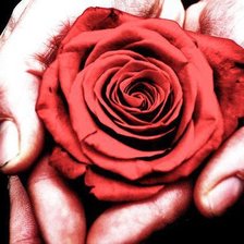 Схема вышивки «роза»