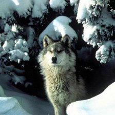 Схема вышивки «волк»