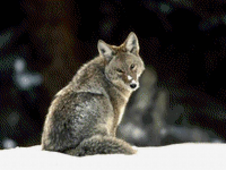 волчица - предпросмотр