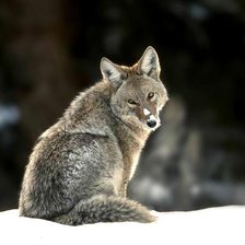 Схема вышивки «волчица»
