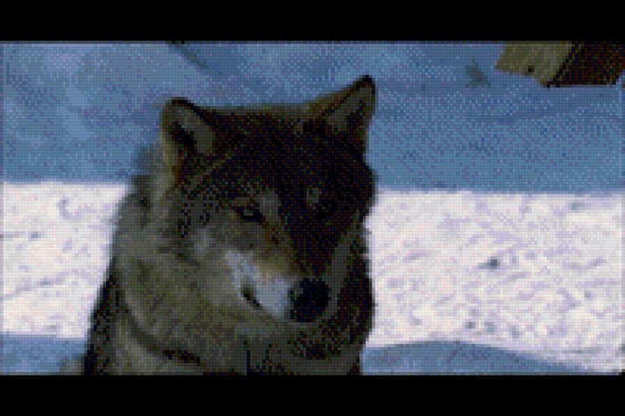 весьегонская волчица - предпросмотр