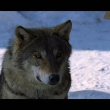 Схема вышивки «весьегонская волчица»