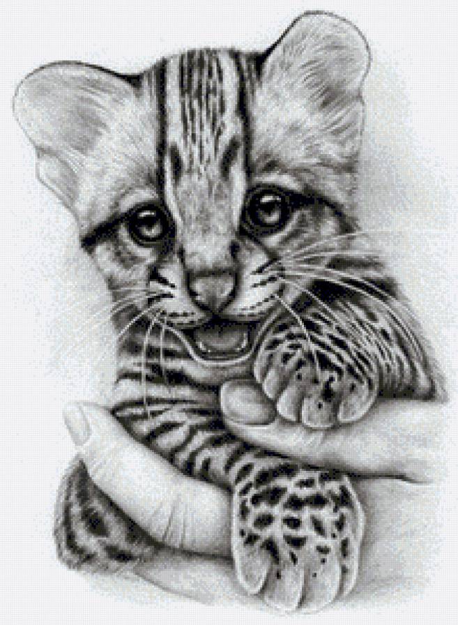 Тигрёнок - животные, дикие кошки, монохром - предпросмотр