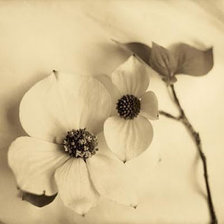 Схема вышивки «вишня»