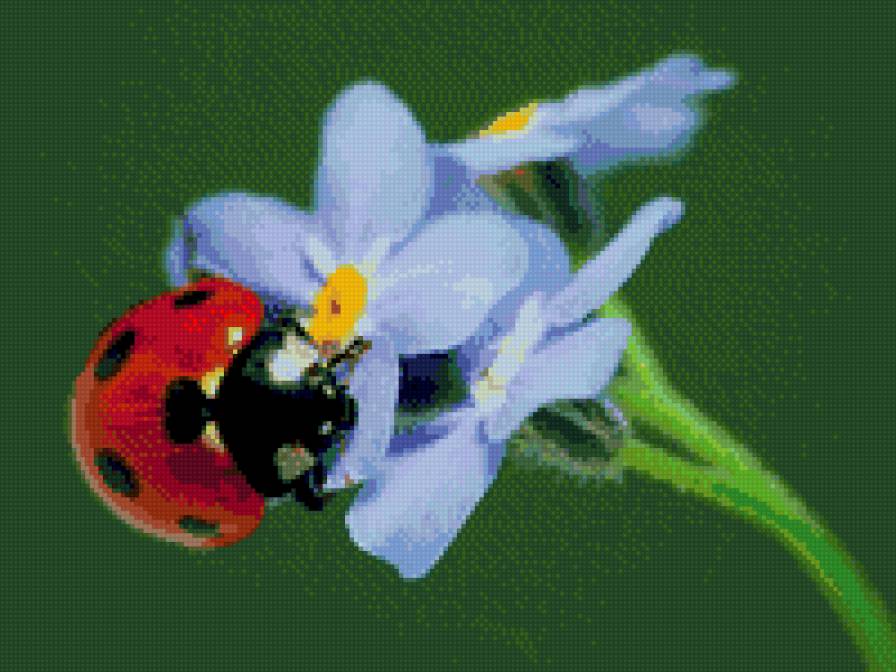 Божья коровка на незабудке - подушка, божья коровка, незабудка - предпросмотр