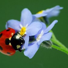 Схема вышивки «Божья коровка на незабудке»