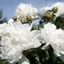 Схема вышивки «№657631»