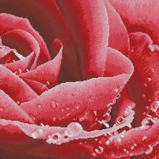 Схема вышивки «роза»