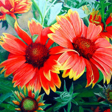 Схема вышивки «цветы»