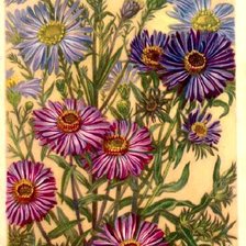 Схема вышивки «цветы»