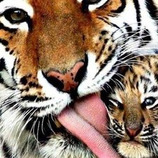 Схема вышивки «Тигр»