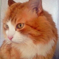 Схема вышивки «Филя»