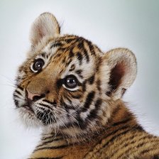 Схема вышивки «тигренок»