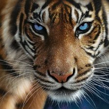 Схема вышивки «Тигр»