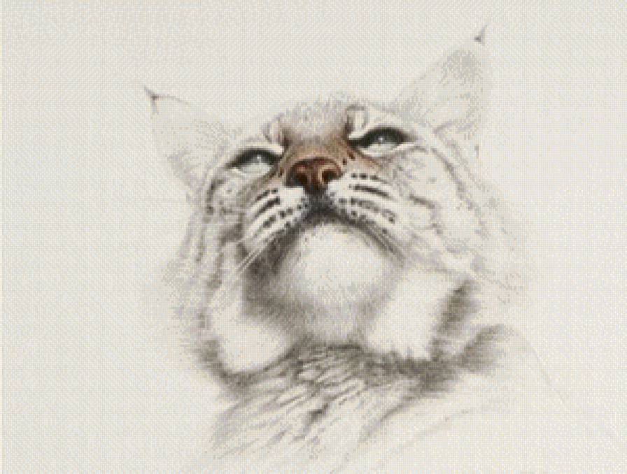 Рысь - рысь, животные, живопись - предпросмотр