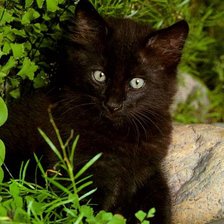 Схема вышивки «кисуня»