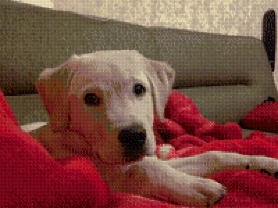 Лабрик - лабрадор, собака - предпросмотр