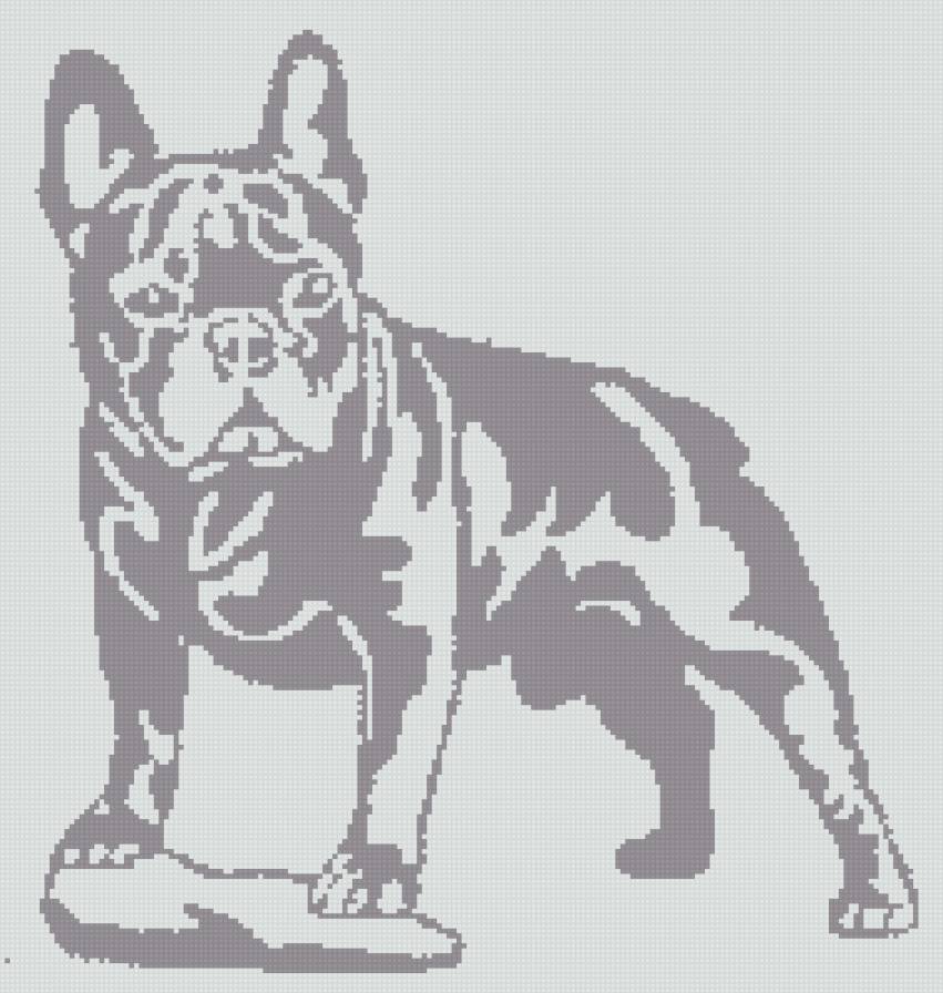 бульдог - собака. монохром, животные - предпросмотр