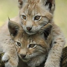 Схема вышивки «рысята»