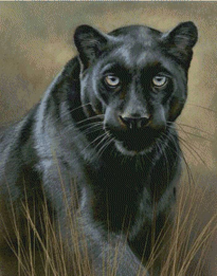 пантера - коты, животные - предпросмотр