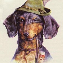 похоже чем-то на таксу