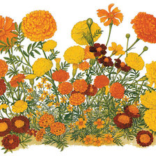 Схема вышивки «Чернобривцы»