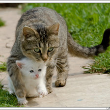 Схема вышивки «кошки»