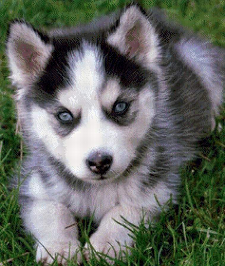 Малыш хаски - хаски, щенок - предпросмотр