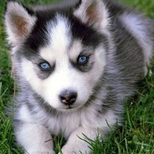 Схема вышивки «Малыш хаски»