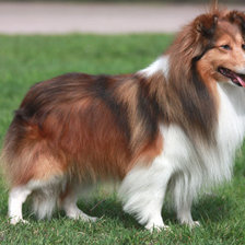 Схема вышивки «шелти»