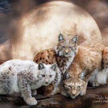 Схема вышивки «Рысь»