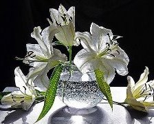 Схема вышивки «белые лилии»