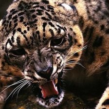 Схема вышивки «Тигр»