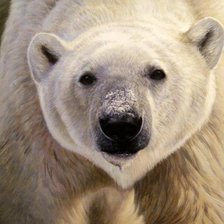 Схема вышивки «Белый медведь»