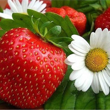 Схема вышивки «№659639»