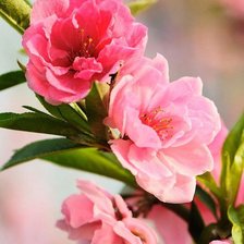 Схема вышивки «№659644»