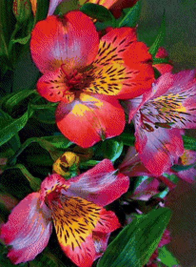 Цветы - предпросмотр