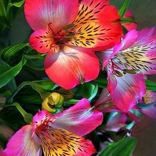 Схема вышивки «Цветы»