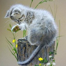 Схема вышивки «Котик»