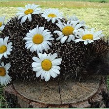 Схема вышивки «Ромашковый еж»