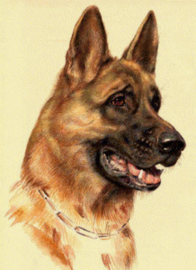 Овчарка - предпросмотр