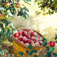 Схема вышивки «натюрморт»