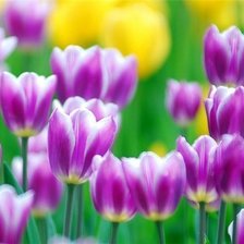 Схема вышивки «тюльпаны»